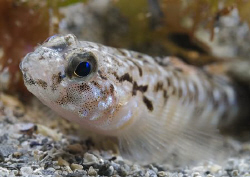 Painted goby. D200, 60mm. by Derek Haslam 